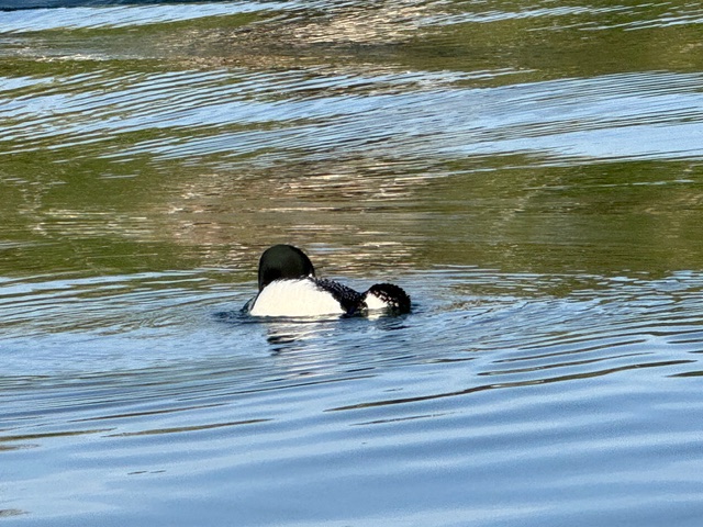 Loons