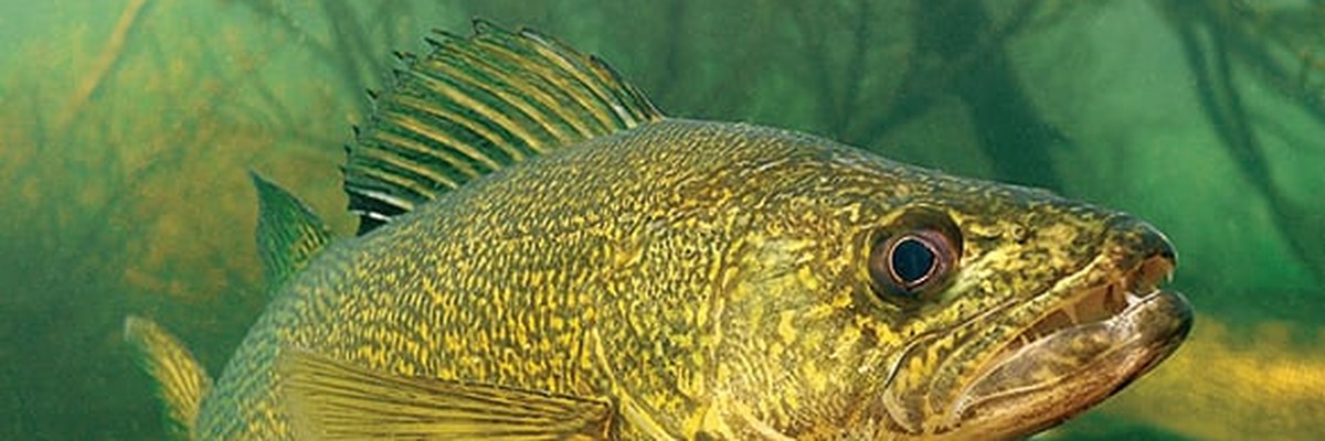 walleye-card-3x1